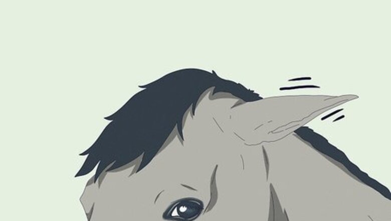 How to Understand Your Horse's Body Language