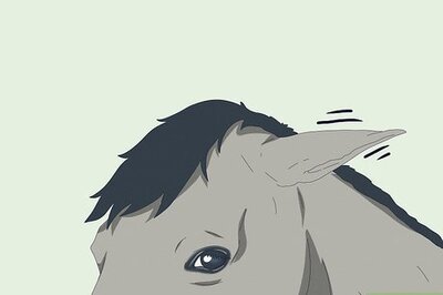 How to Understand Your Horse's Body Language