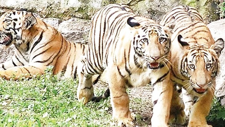 Government announces plans to upgrade Corbett Tiger park