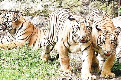 Government announces plans to upgrade Corbett Tiger park