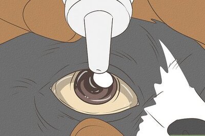 Is Your Cat's Eye Bulging? What to Do Next