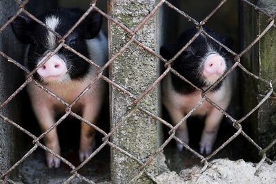 China Suspends Pork Imports from German Plant After Coronavirus Cases