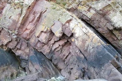 World's Oldest Forest Dating Back 390 Million Years Discovered In UK