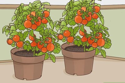 How to Be Self Sufficient in a City