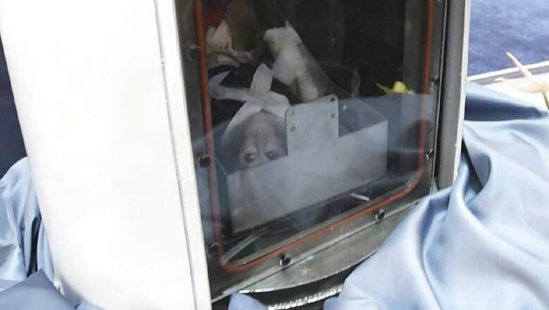 Iran launches monkey into space