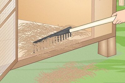 How to Prevent Diseases in Chickens