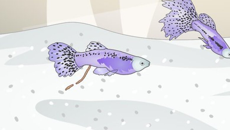 How to Take Care of Your Fish