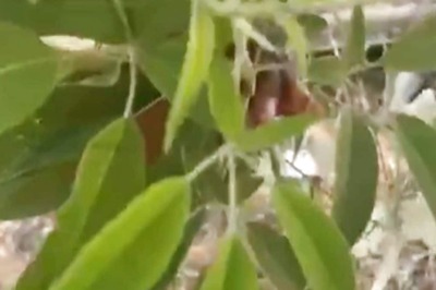 How Nochi Leaves Are Believed To Treat Lung Ailments