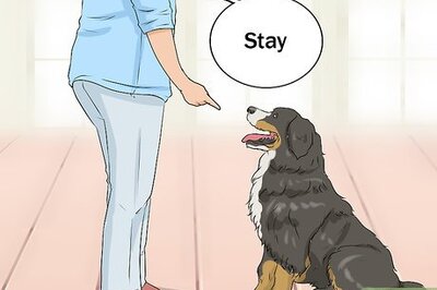 How to Stop a Dog from Herding