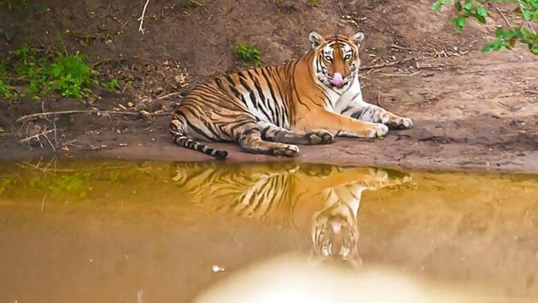B'lore: '4-year-old tiger died due to poisoning'