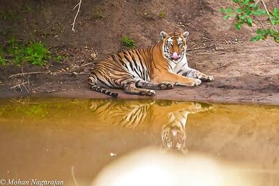 B'lore: '4-year-old tiger died due to poisoning'
