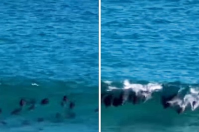 It's Not Every Day You Get To See 30 Dolphins Join Lone Surfer In The Sea