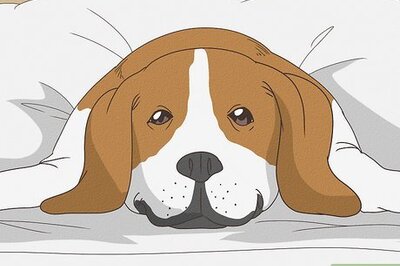 6 Reasons Why Your Dog Sighs