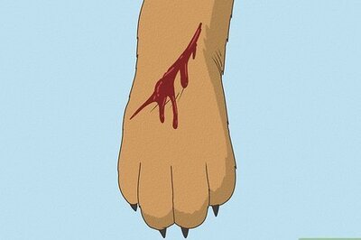 How to Wrap a Dog Paw