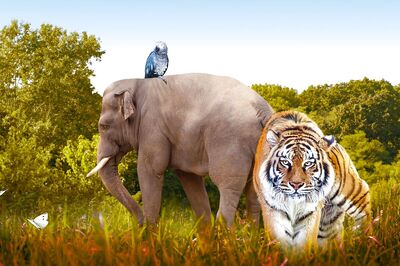 National Endangered Species Day 2021: Date, Theme and Significance