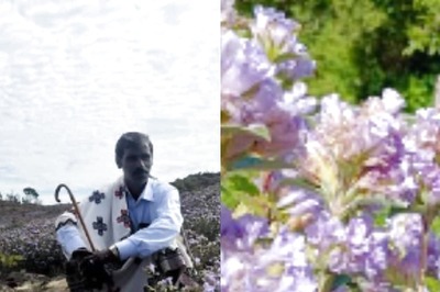 Viral Video of Neelakurinji Flowers Blooming  In Nilgiris After 12 Years Is Just Breathtaking