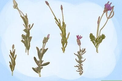 How to Plant Lavender in Pots