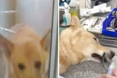 Billionaire Biohacker Claims 'Longevity Pill' Saved Dying Dog, Human Trials On The Cards