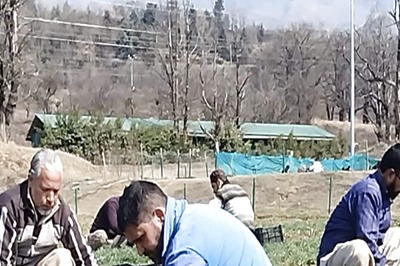 Srinagar: Asia's Largest Tulip Garden Ready to Bloom; Highest Footfall Expected