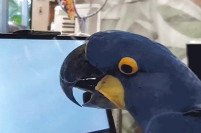 Can Parrots Play Games On Tablet? This Study Claims So