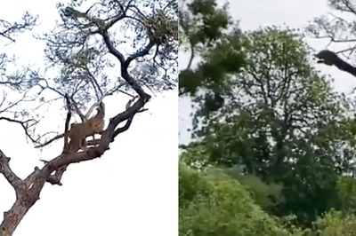 Video Of Leopard And Monkey’s Chasing Game On A Tree Is Too Funny To Miss