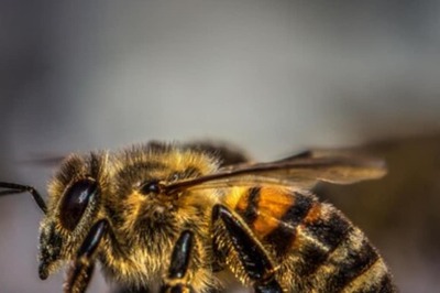 Buzzing Chaos: Swarm of Bees Attacks Wedding Ceremony in MP, Some Guests in ICU