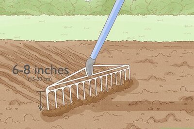 How to Grow Flowers from Seed