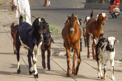 Goat-cha! 15 Goats ‘Taken Into Custody’ For Eating Saplings in Telangana, Owners Fined Rs 45,000