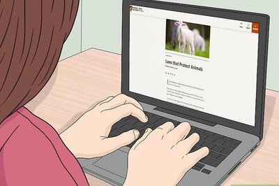 How to Take Care of a Wild Squirrel