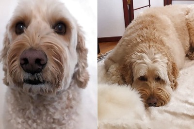 Meet Google CEO Sundar Pichai's 'Best Work Partner' Jeffree