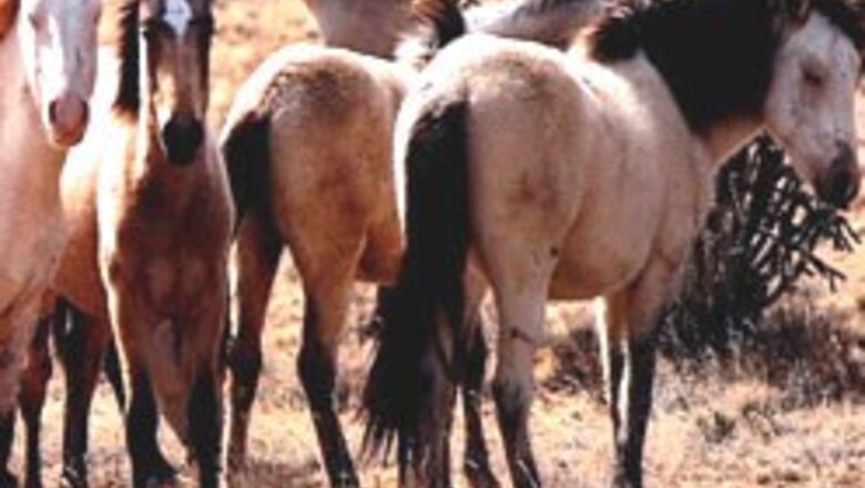 Journos get a pony for their thoughts!
