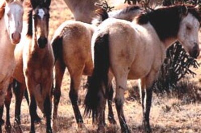 Journos get a pony for their thoughts!