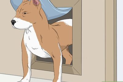 How to Keep Other Animals from Using a Pet Door