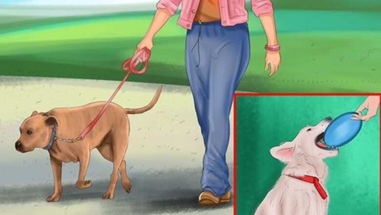 How to Keep an Older Dog Mentally Active