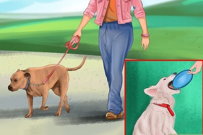 How to Keep an Older Dog Mentally Active