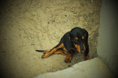 Narrow escape for 171 passengers of Air India flight as dog strays on runway