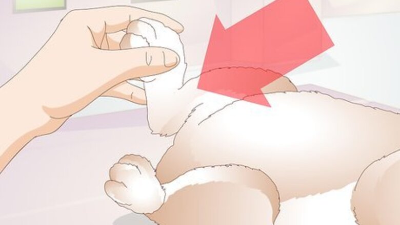 How to Diagnose Sore Hocks in Rabbits