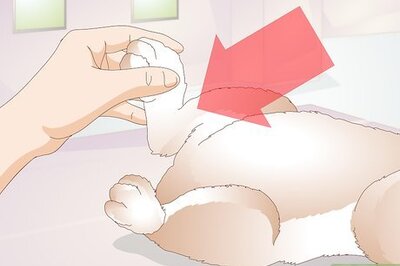 How to Diagnose Sore Hocks in Rabbits