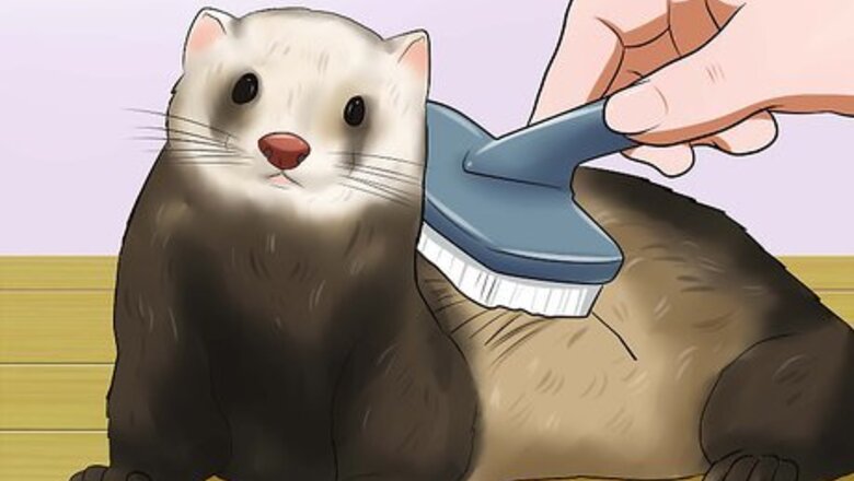 How to Keep Your Ferret's Hair Healthy