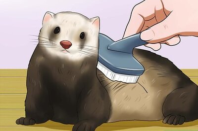 How to Keep Your Ferret's Hair Healthy