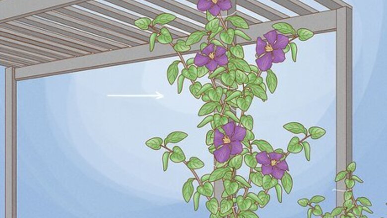 How to Train Clematis