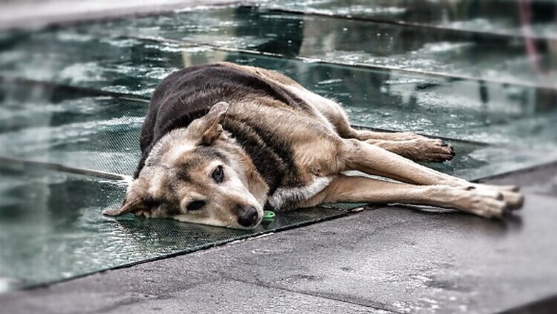 SC directs all states to sterilise and vaccinate stray dogs