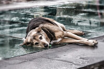 SC directs all states to sterilise and vaccinate stray dogs