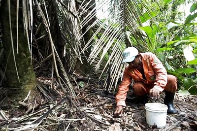 From jungle to beauty parlor: Brazil's murumuru seeds
