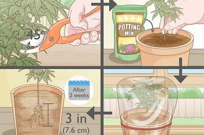 How to Clone a Marijuana Plant Without Rooting Hormone