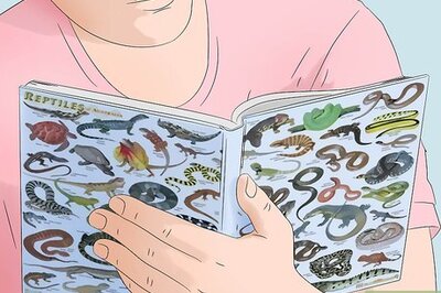 How to Catch a Lizard