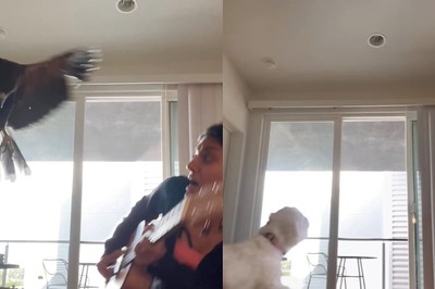 Watch: Hawk Interrupts Girl's Guitar Practice, ‘Heroic’ Dog Steps In