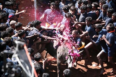 BJP Promises Jallikattu, Implementation of Prohibition