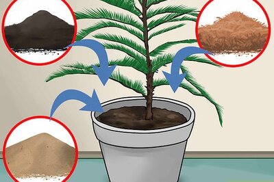 How to Care for a Norfolk Pine