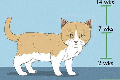 How to Stop Kittens from Crying